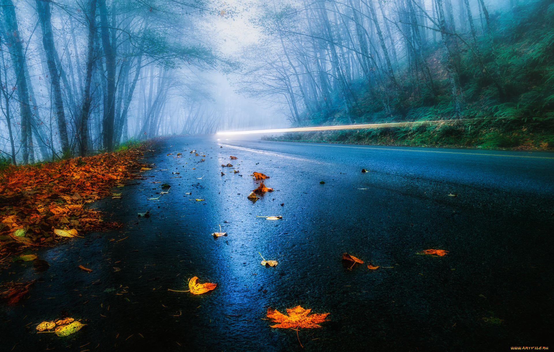 природа, дороги, свет, выдержка, туман, листья, лес, деревья, автомобиль, фары, дорога, сша, дождь, осень