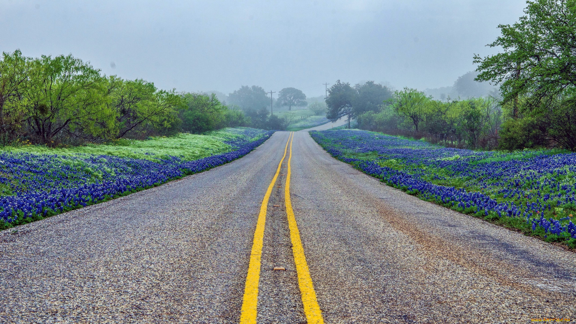 природа, дороги, цветы, разметка, шоссе