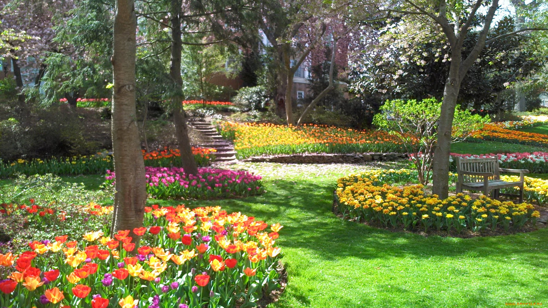 природа, парк, тюльпаны, клумбы, весна