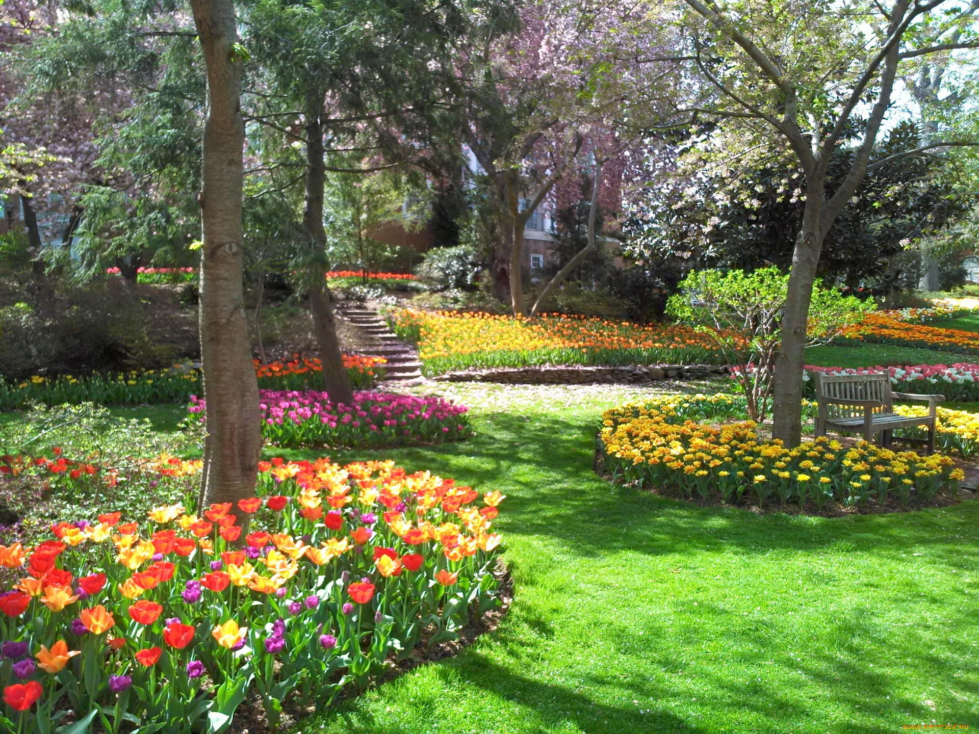 природа, парк, тюльпаны, клумбы, весна