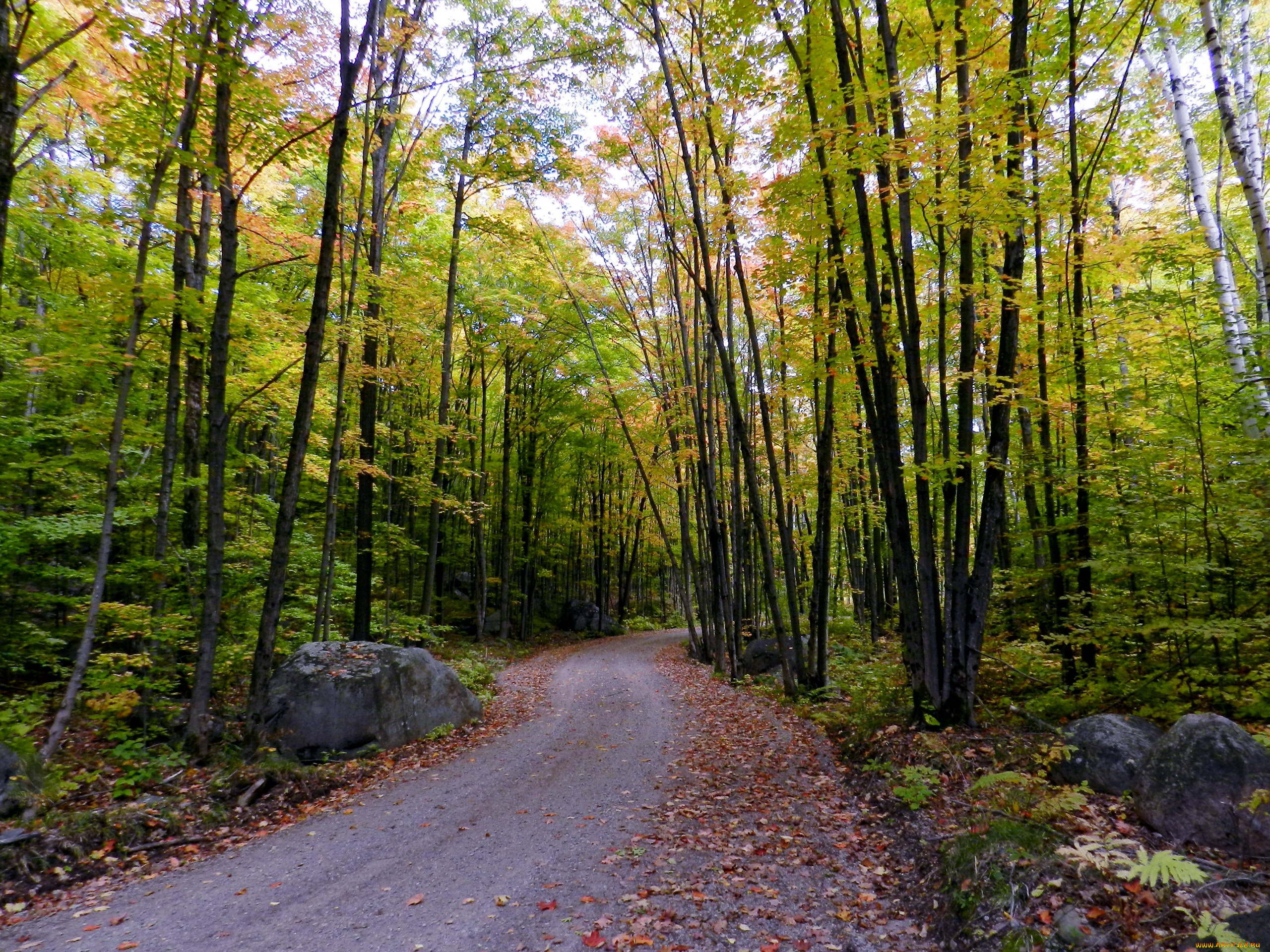 природа, дороги, осень, деревья, дорога, камни