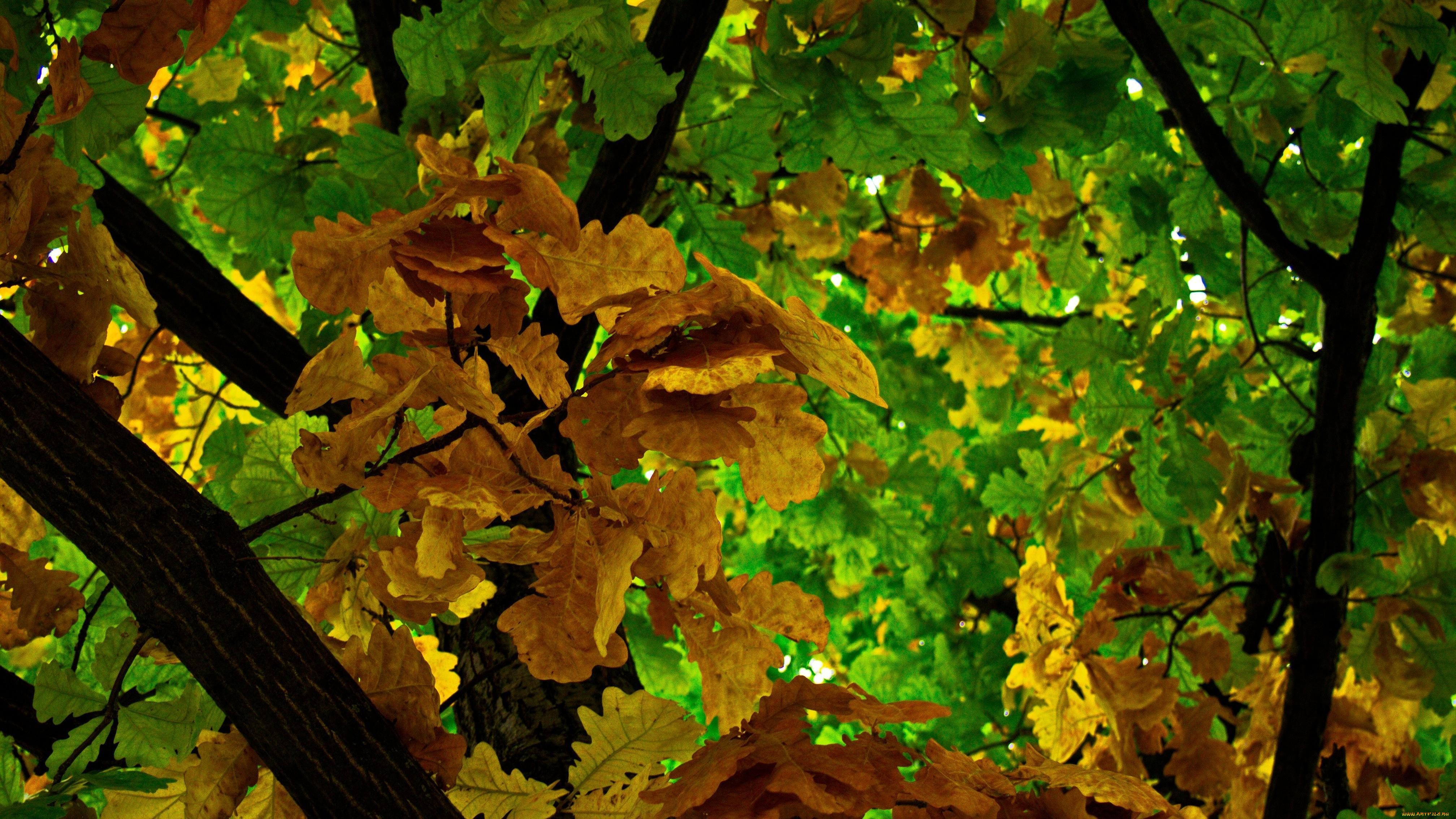 природа, деревья, дуб, дерево, осень