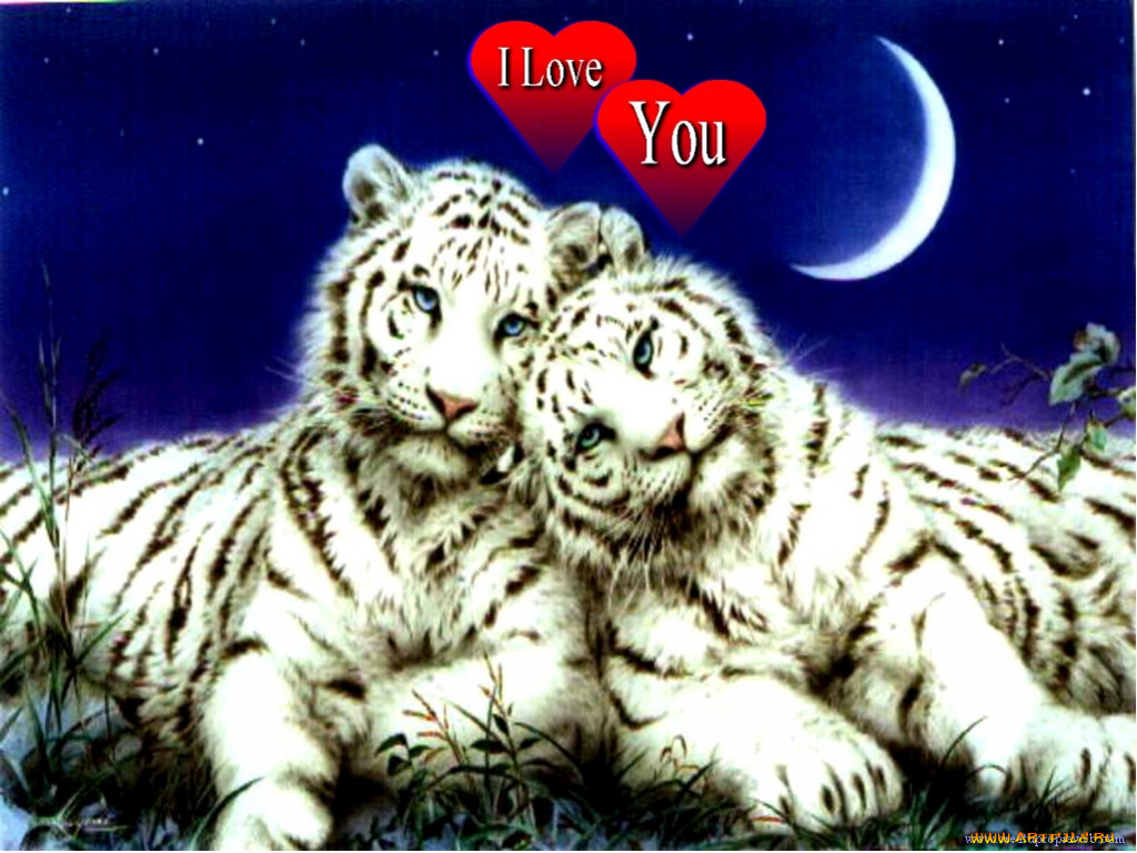 любовь, рисованные, животные, тигры