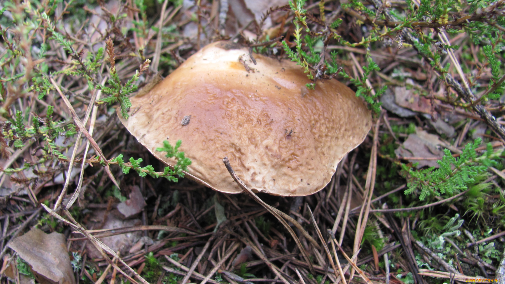 природа, грибы, коричневая, шляпка
