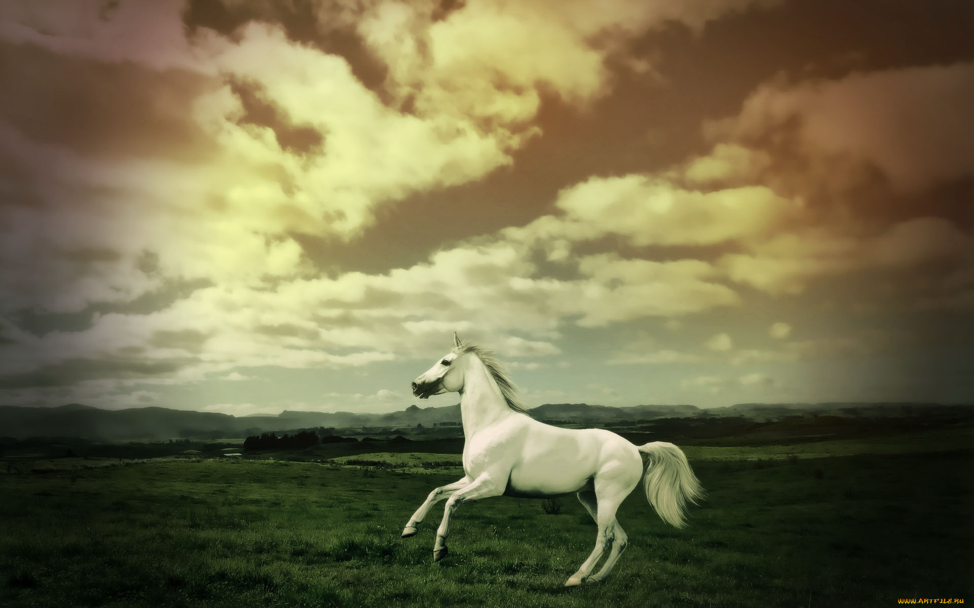 животные, лошади, вечер, поле, облака