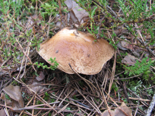 Картинка природа грибы коричневая шляпка