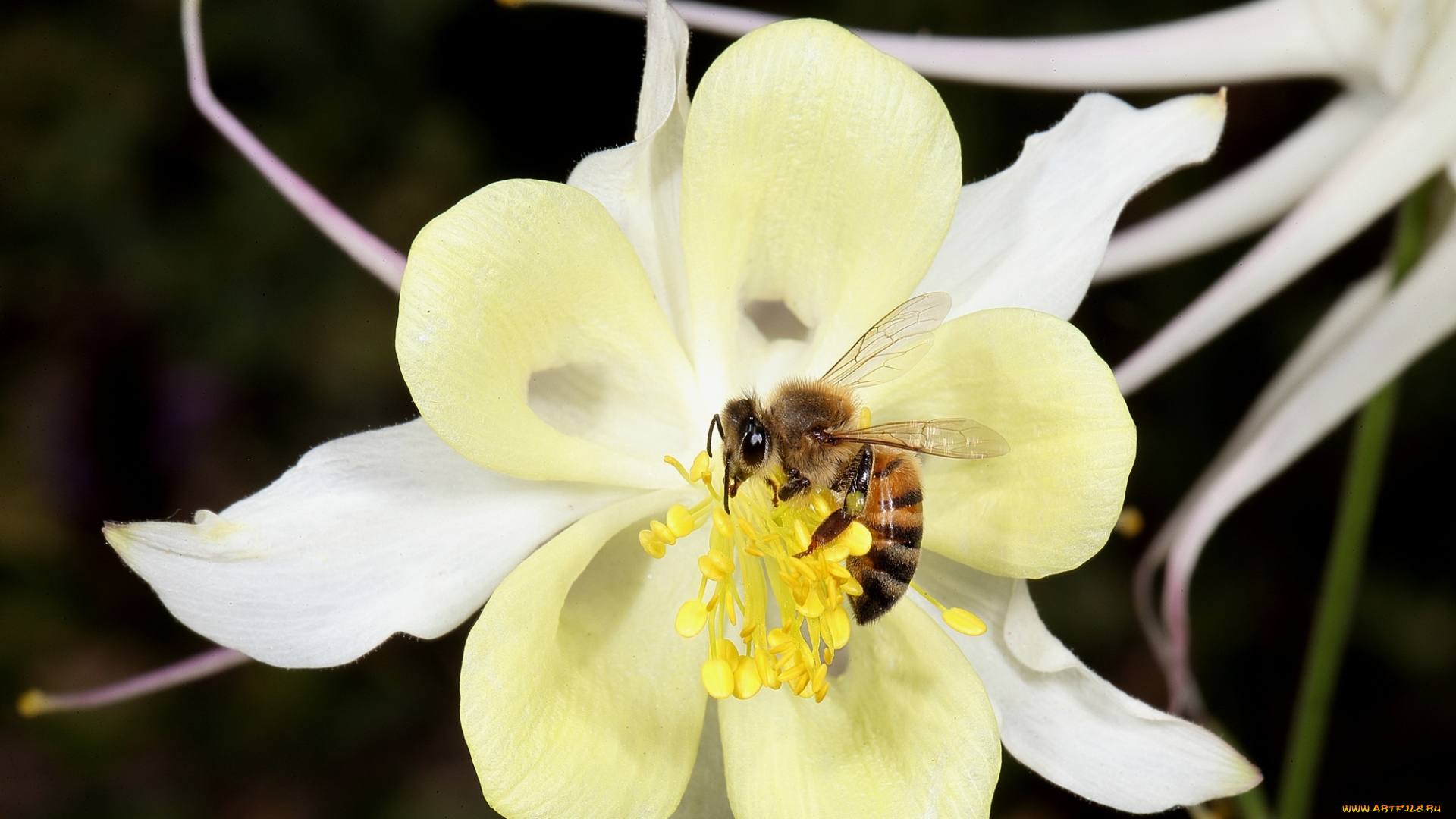 животные, пчелы, , осы, , шмели, цветок, жёлтый, макро, пчела, опыляет
