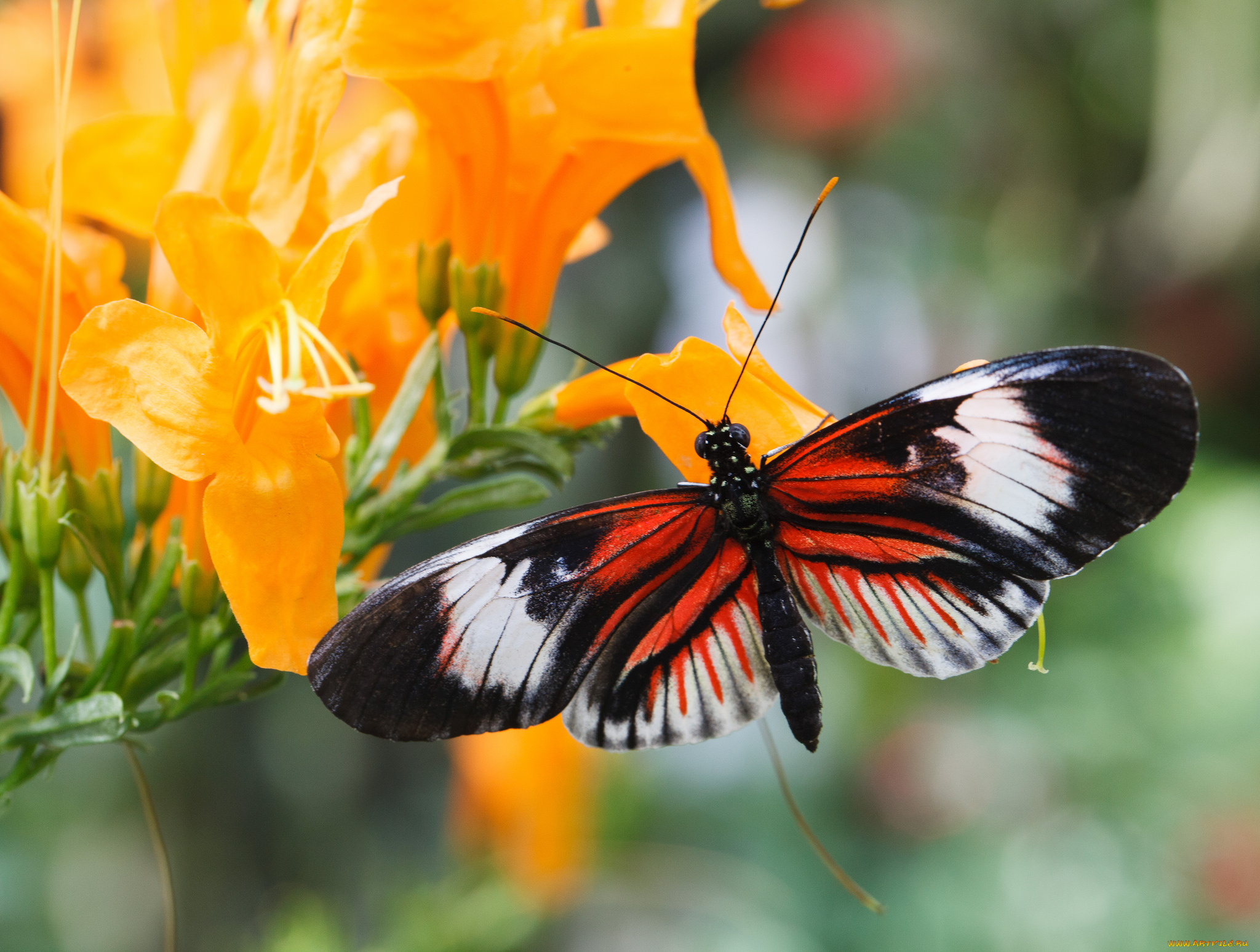 животные, бабочки, бабочка, крылья, цветы, оранжевые, макро
