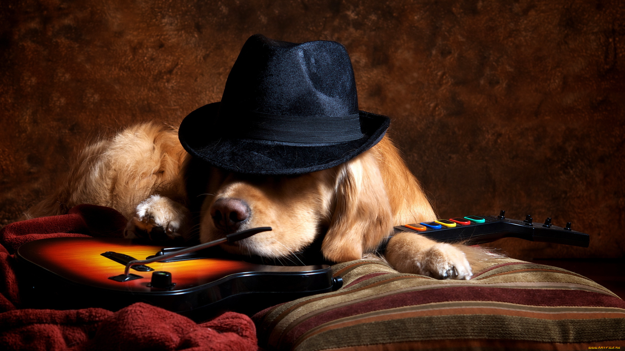 животные, собаки, собака, шляпа, гитара