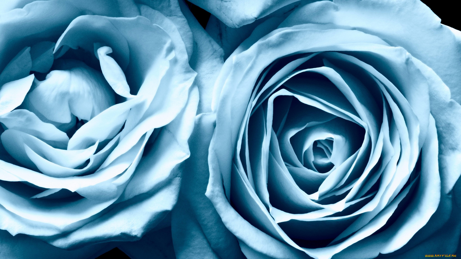 цветы, розы, красота, roses, голубые, blue, beauty