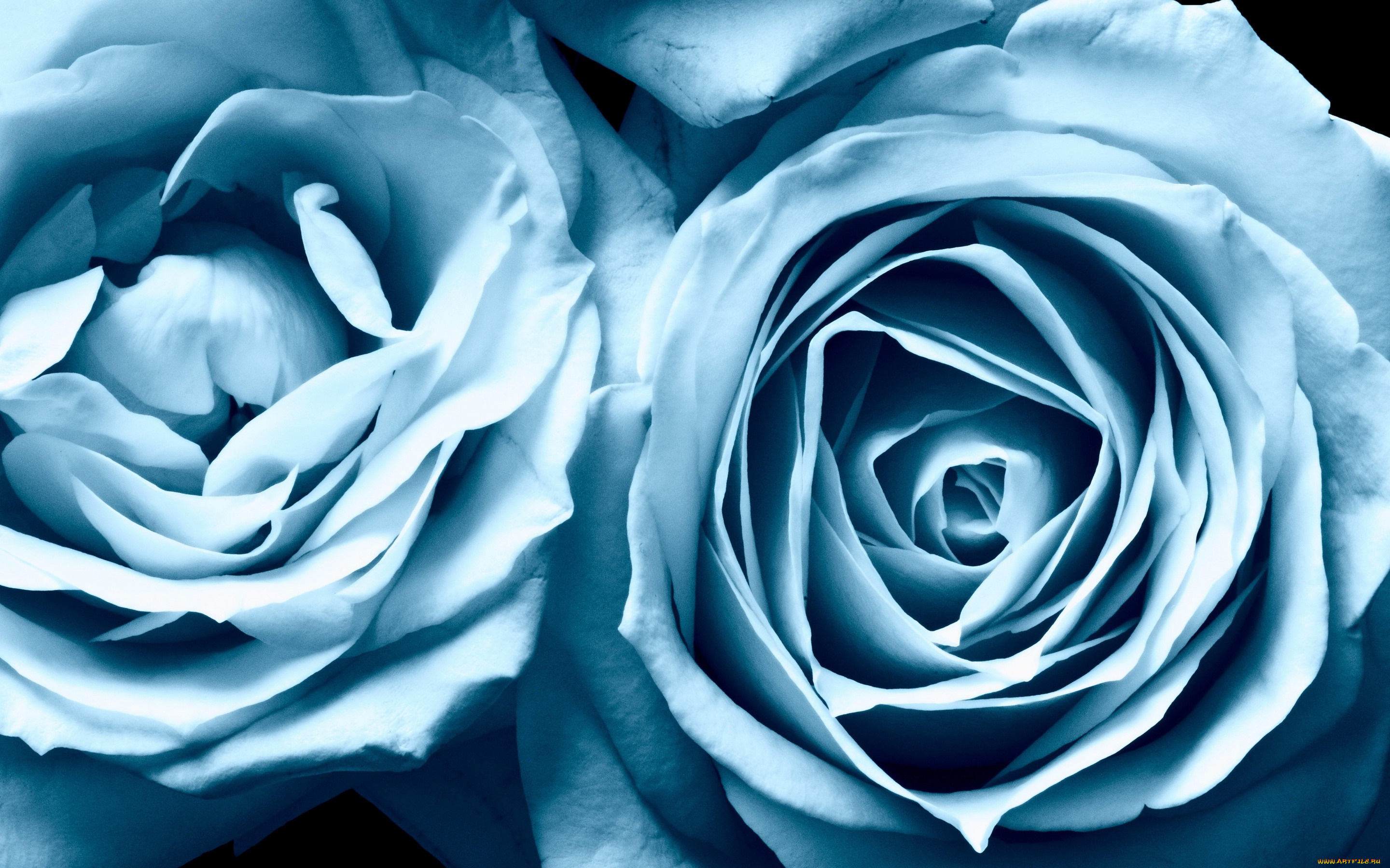 цветы, розы, красота, roses, голубые, blue, beauty