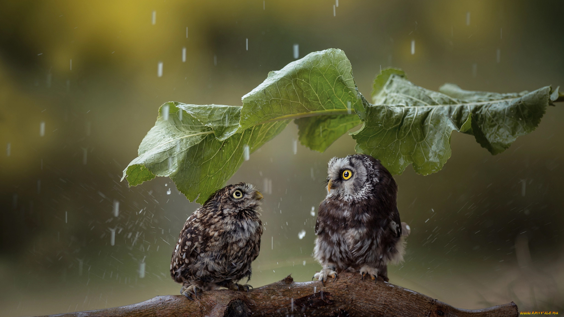 животные, совы, дождь, парочка, птицы, мира, коряга, лист