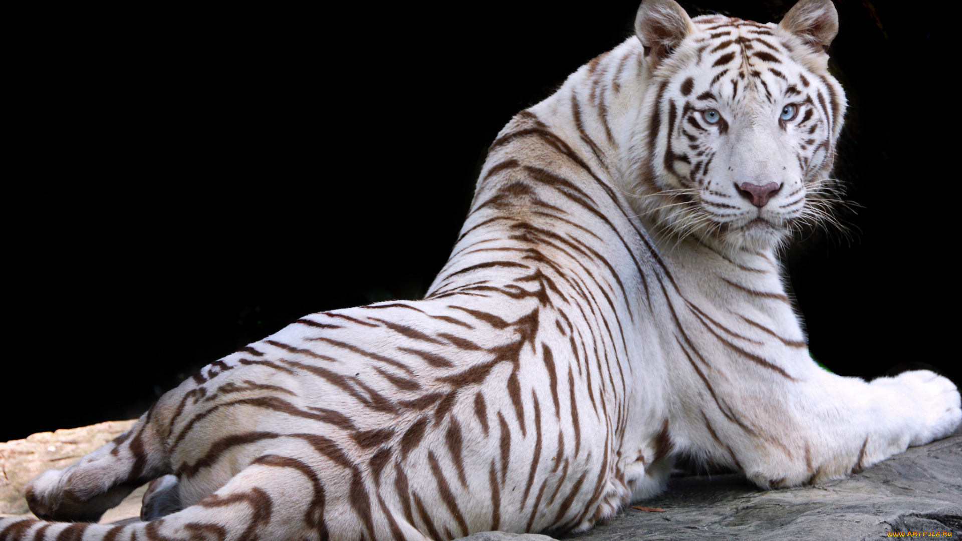 животные, тигры, тигр, природа, животное, белый, отдых