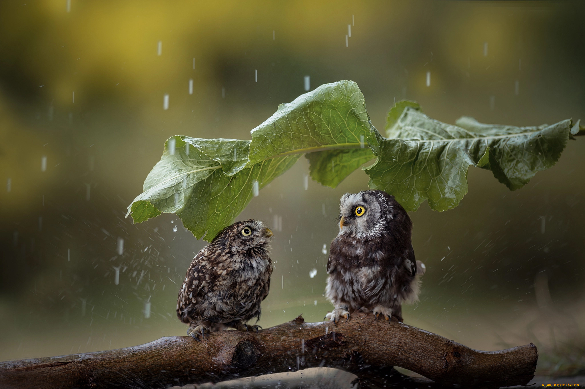 животные, совы, дождь, парочка, птицы, мира, коряга, лист
