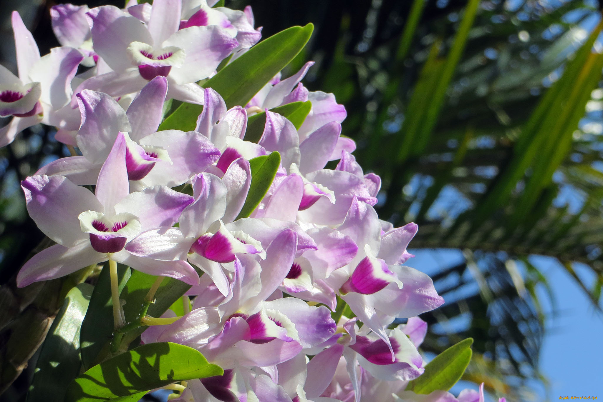 цветы, орхидеи, orchids, цветение, flowers, flowering