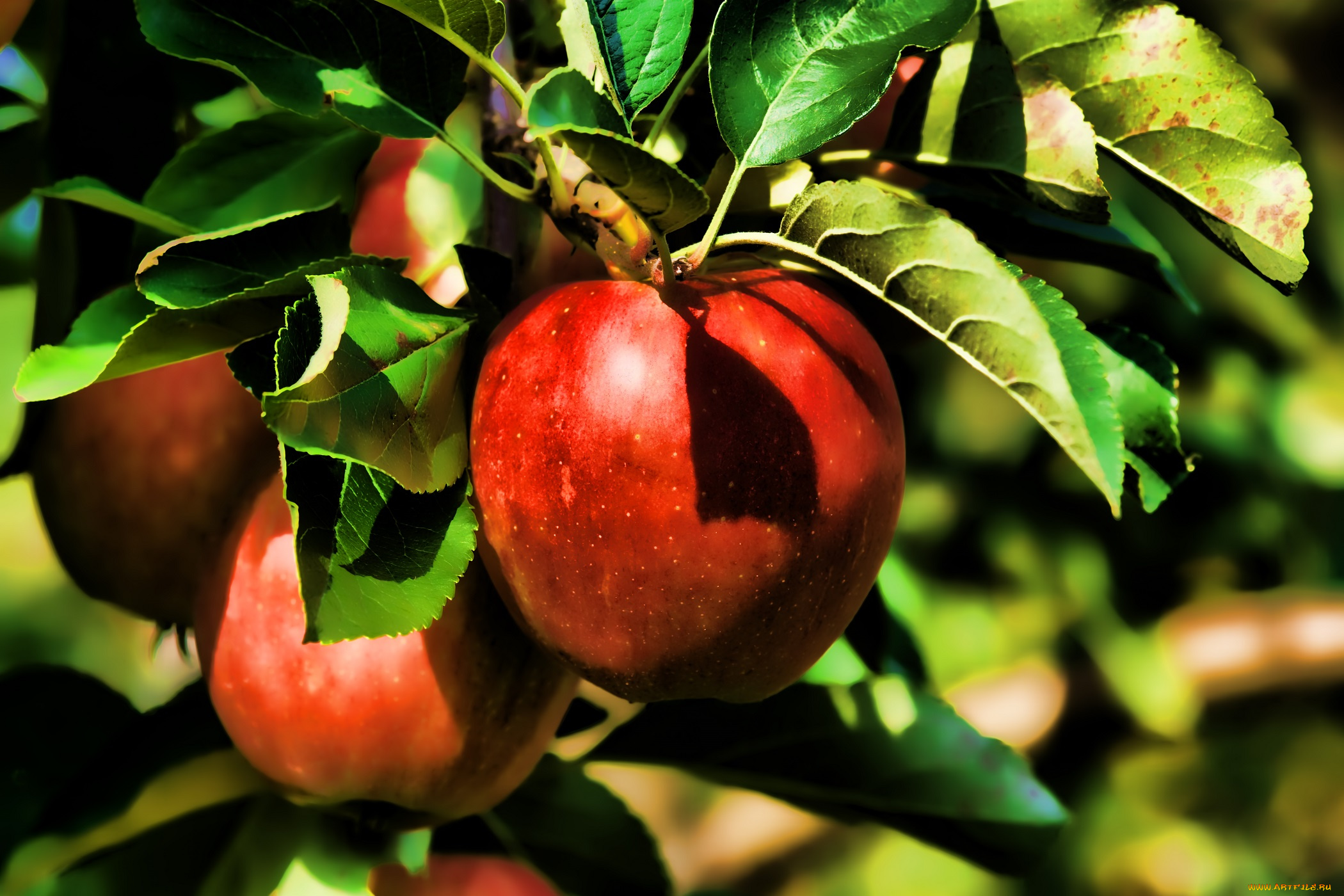 природа, плоды, лето, яблоки