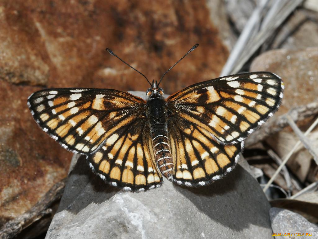 fulvia, checkerspot, thessalia, female, животные, бабочки