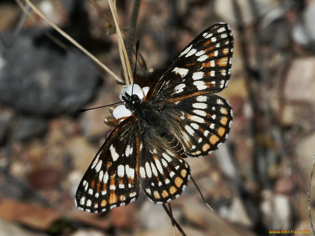 fulvia, checkerspot, thessalia, male, животные, бабочки