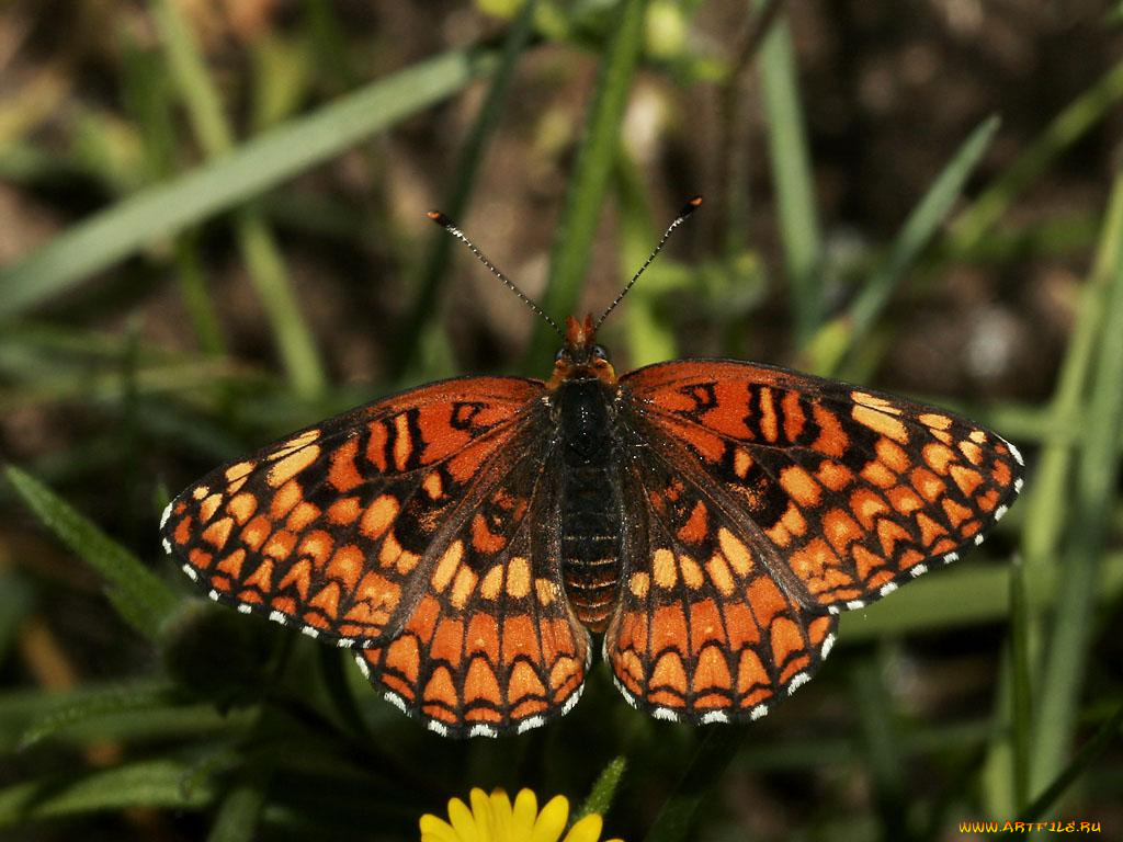 sagebrush, checkerspot, chlosyne, acastus, животные, бабочки