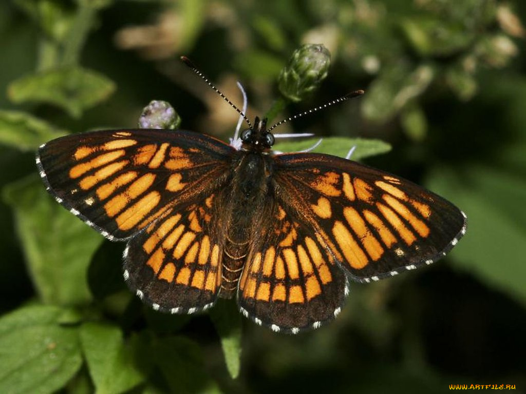 theona, checkerspot, thessalia, животные, бабочки