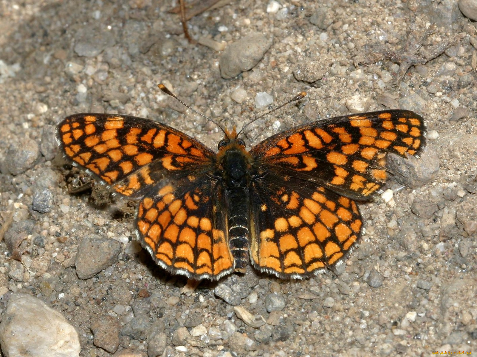 checkerspot, northern, up, sonora, pass, животные, бабочки