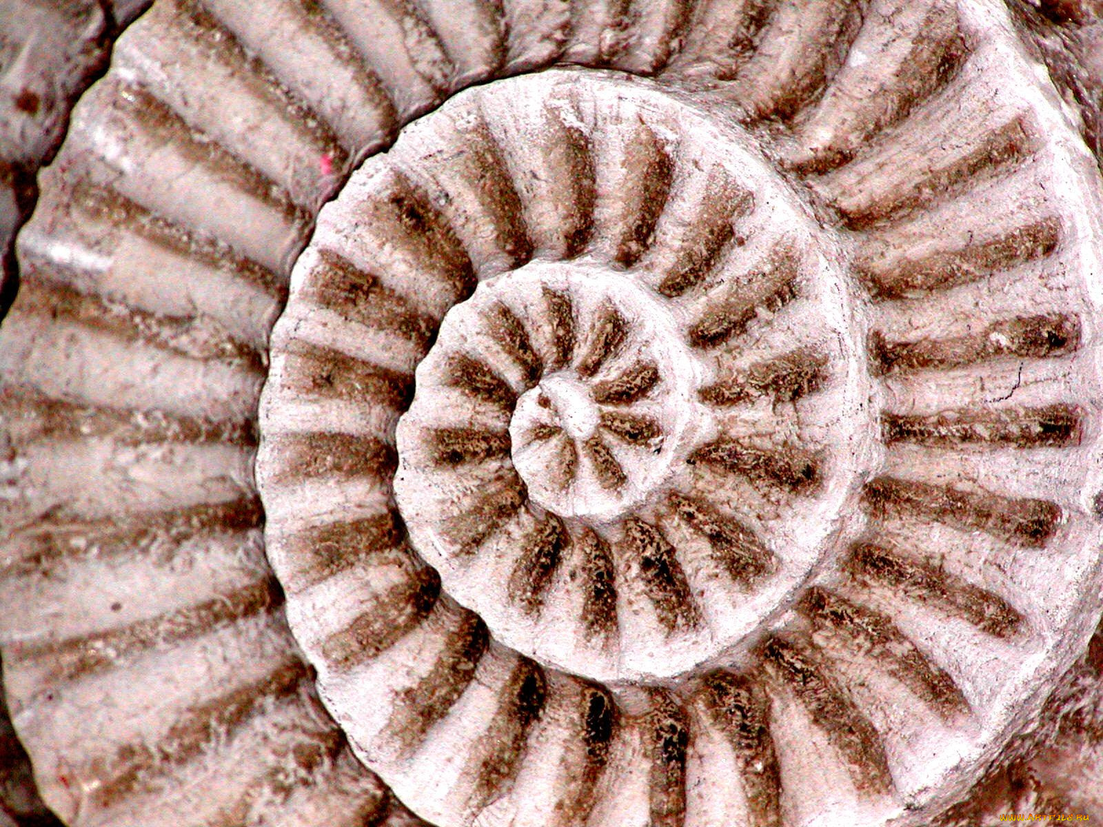 fossil, of, shell, разное, текстуры
