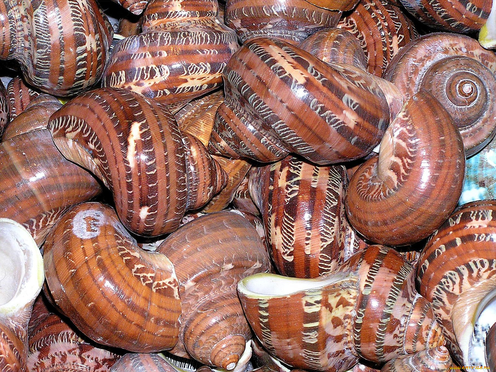 shells, разное, ракушки, кораллы, декоративные, spa, камни