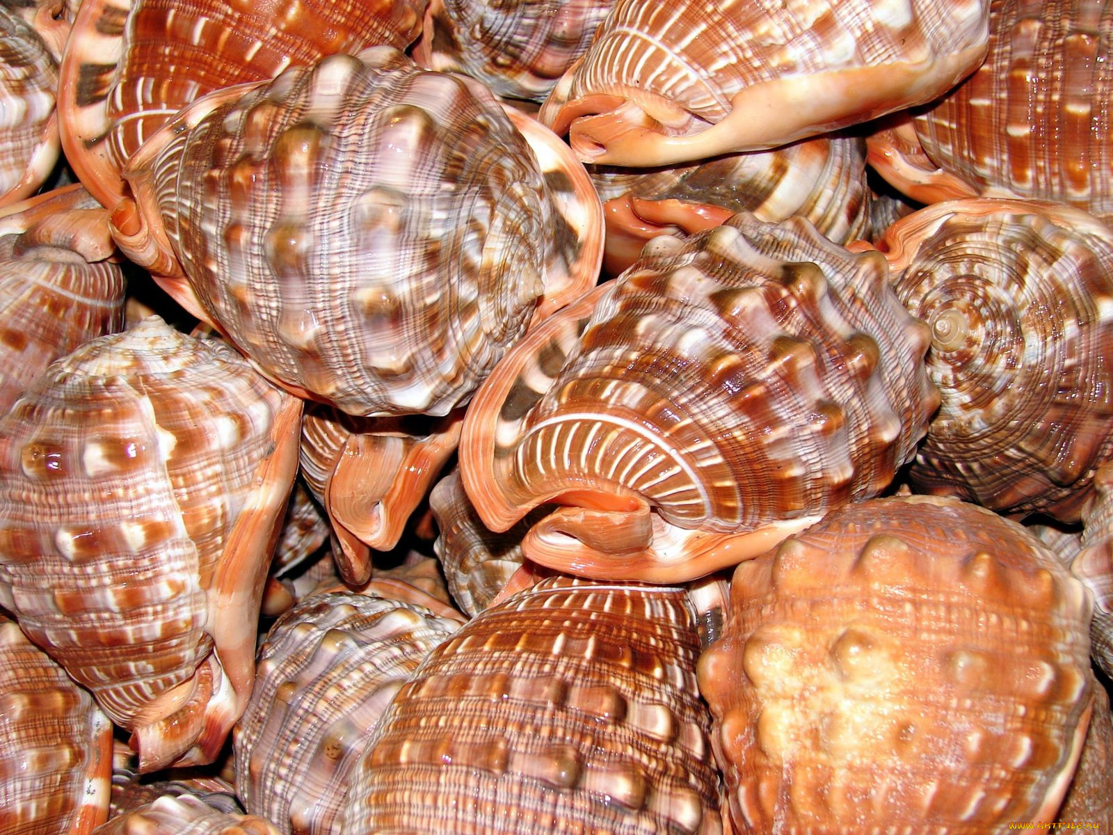shells, разное, ракушки, кораллы, декоративные, spa, камни