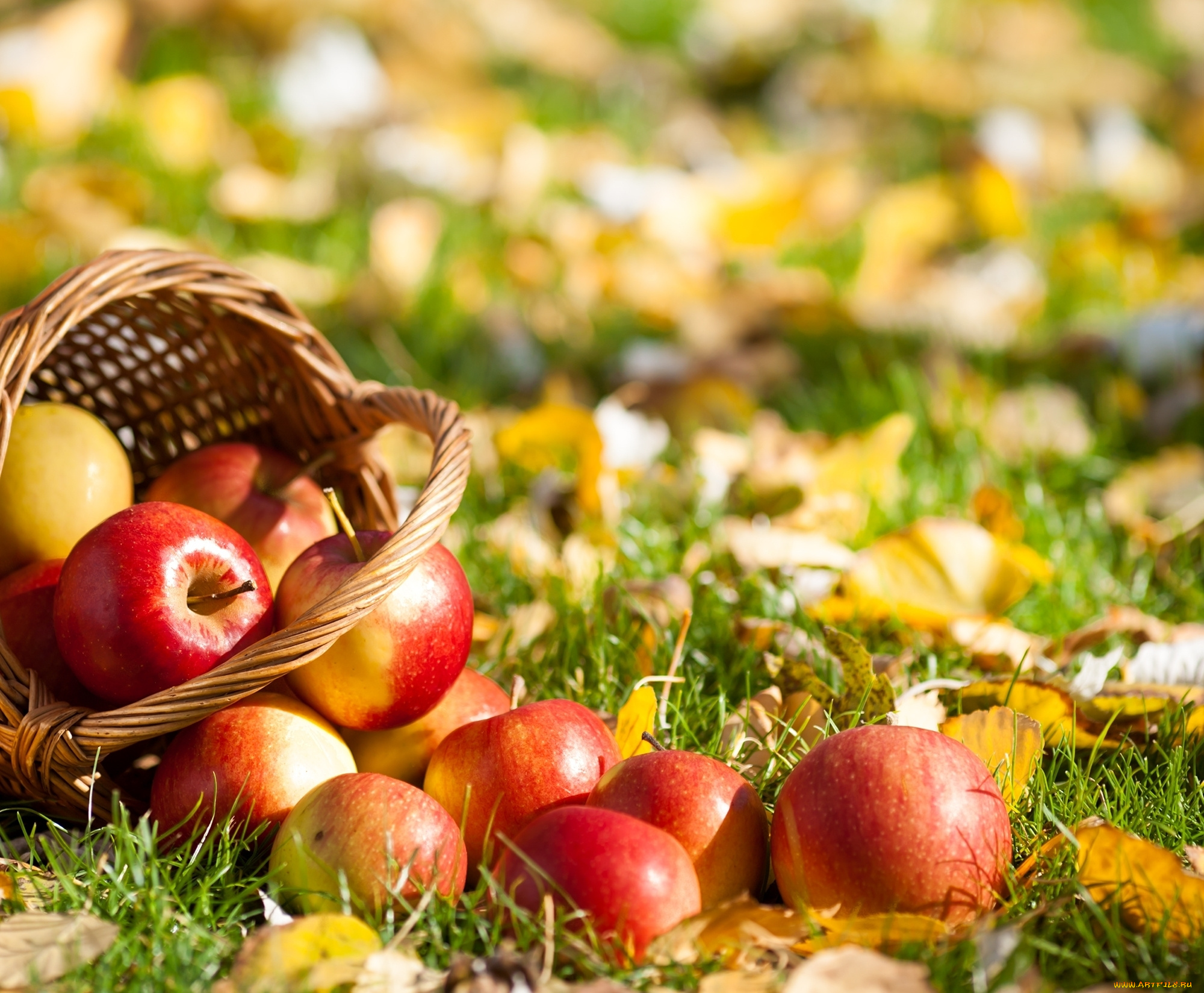 еда, Яблоки, осенние, дары, листья, осень, фрукты