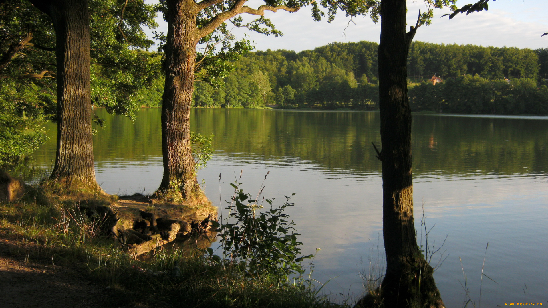 озеро, marchowo, польша, природа, реки, озера, берег, деревья