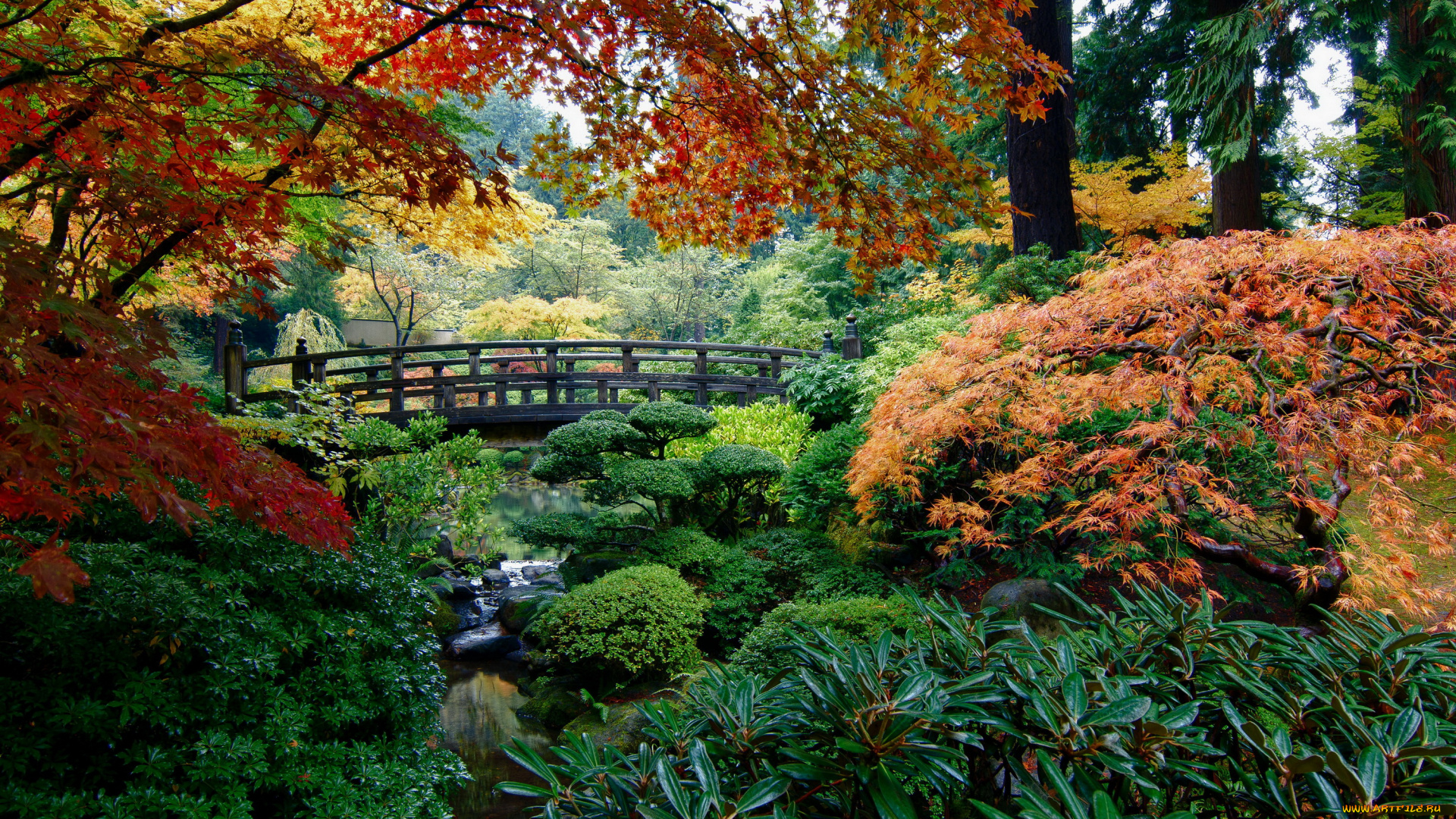 portland, japanese, garden, сша, природа, парк, сад, река, мостик, осень, деревья