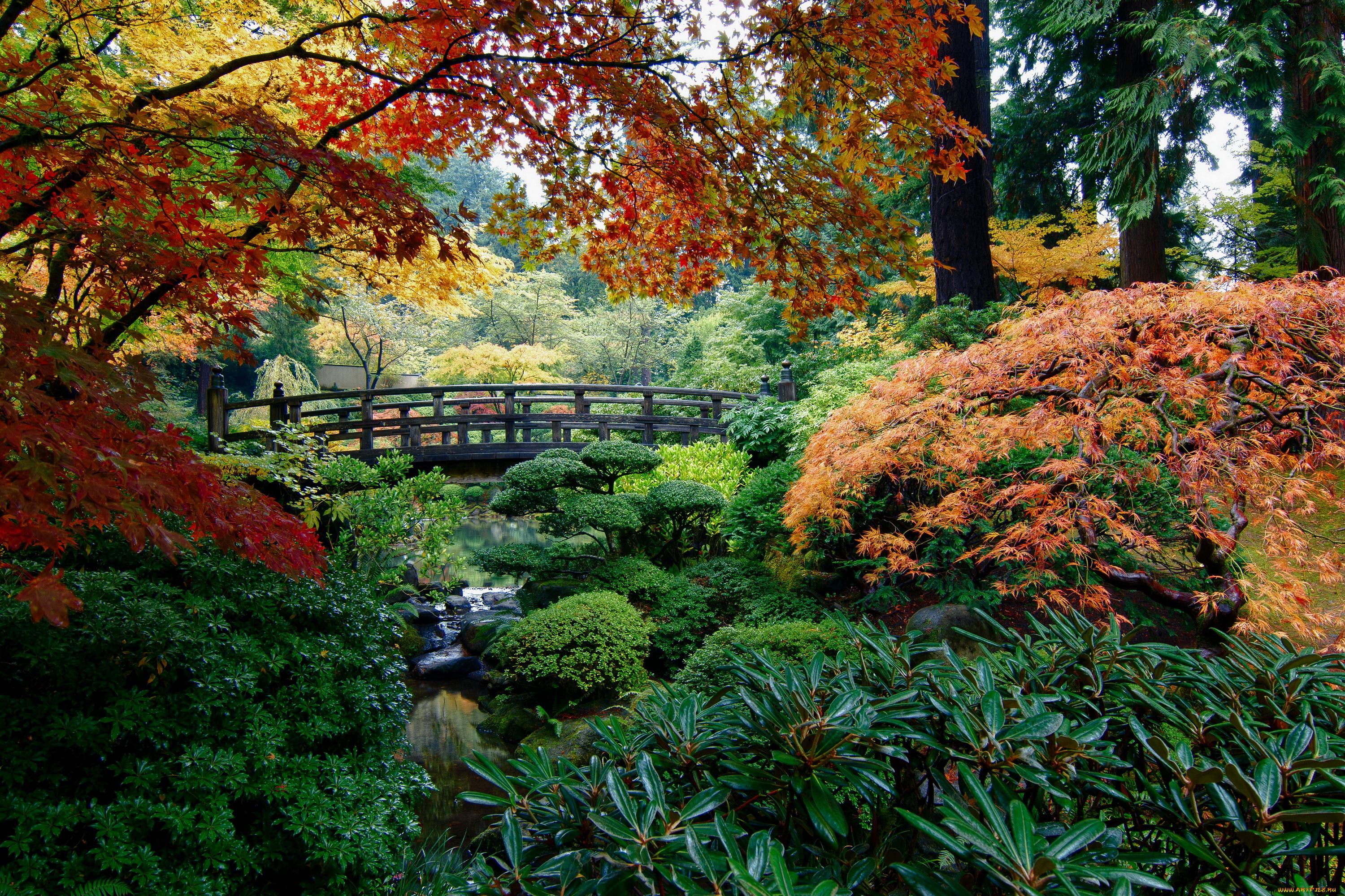 portland, japanese, garden, сша, природа, парк, сад, река, мостик, осень, деревья