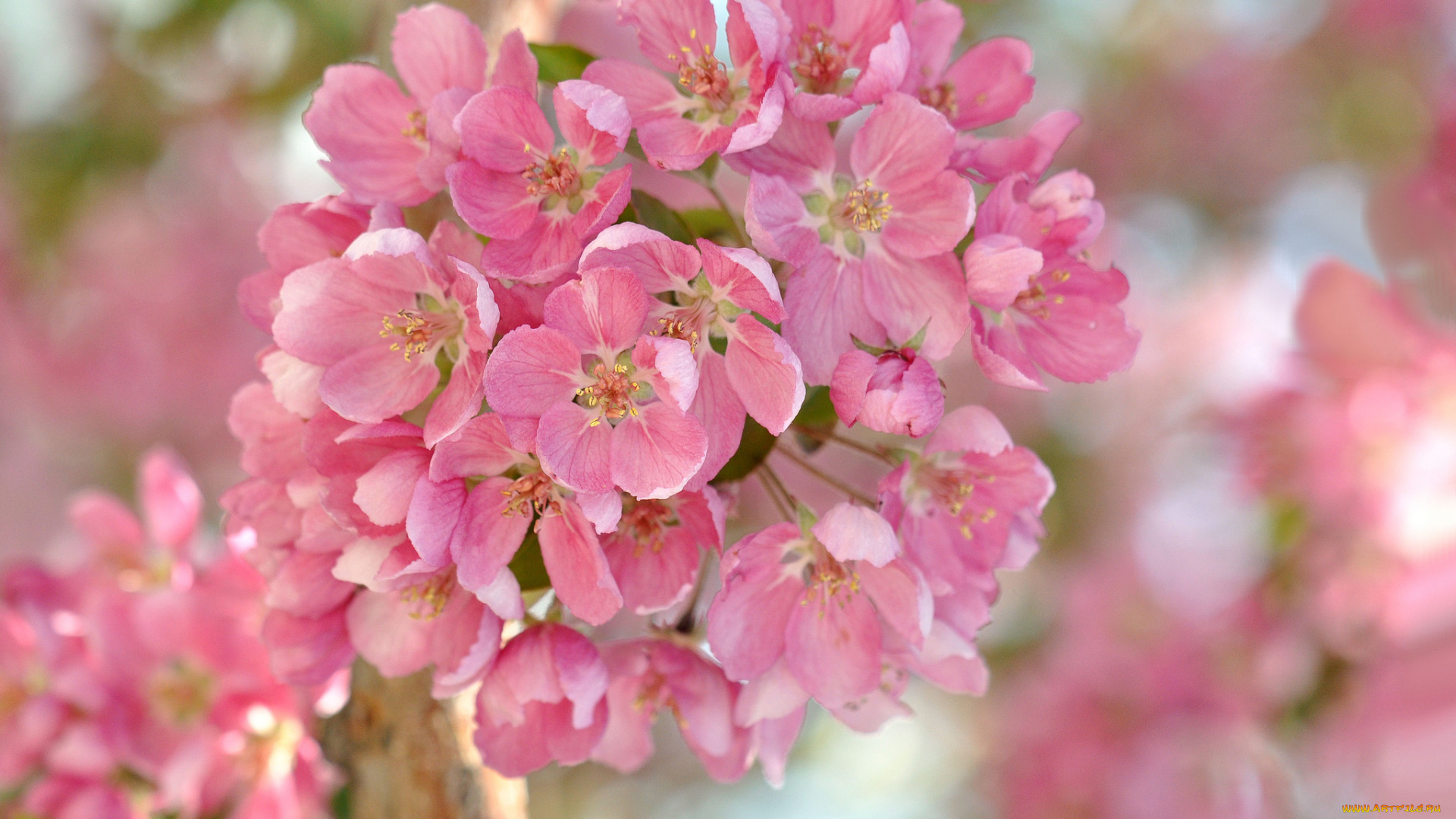 цветы, цветущие, деревья, , , кустарники, apple, flowers, leaves, branch, яблони, листья, ветка