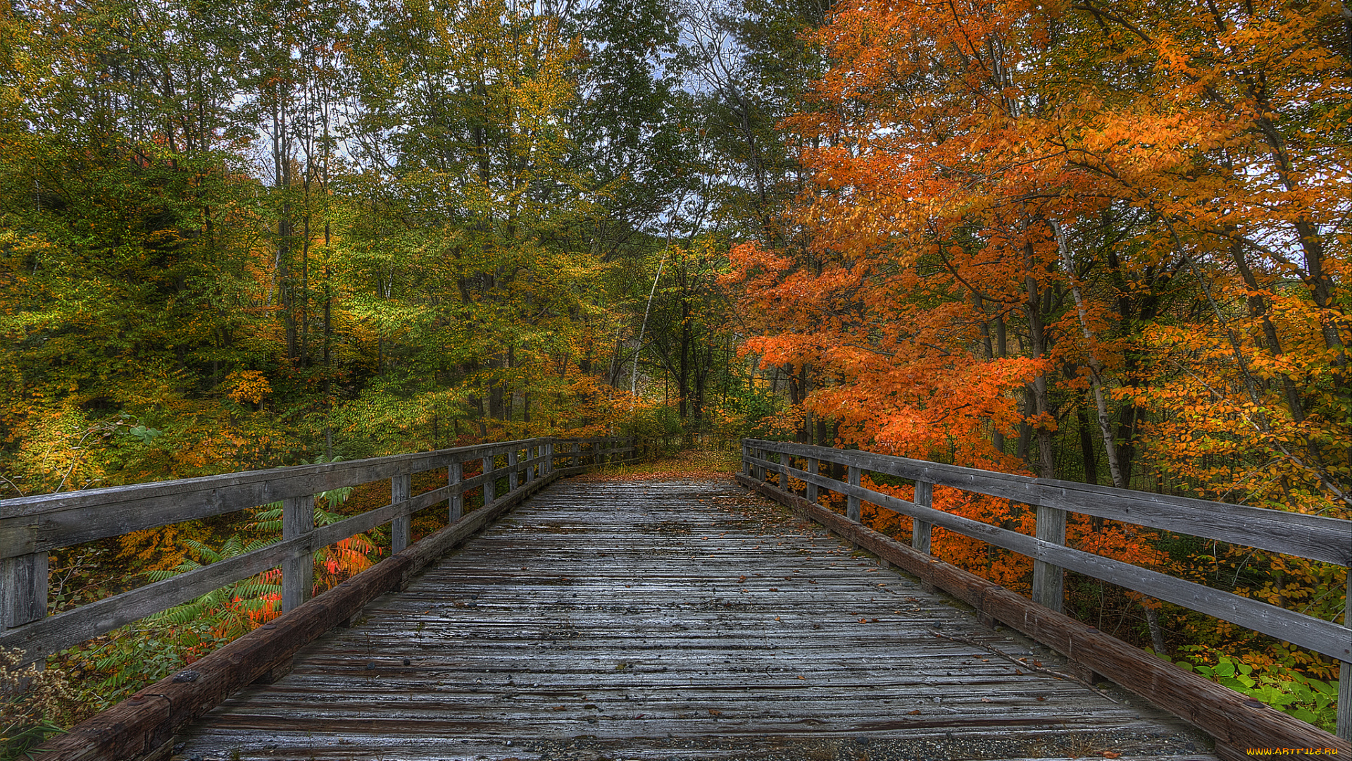 природа, дороги, лес, осень, мостик