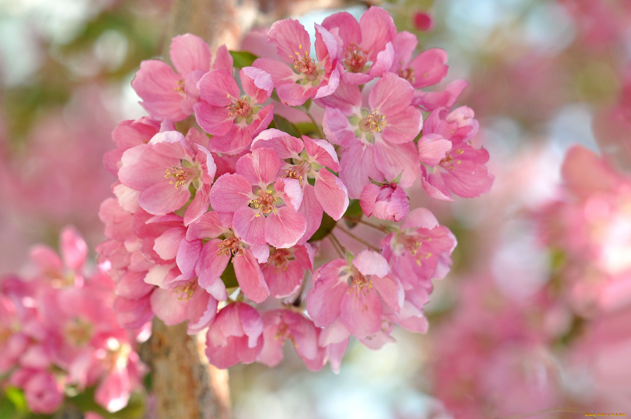 цветы, цветущие, деревья, , , кустарники, apple, flowers, leaves, branch, яблони, листья, ветка