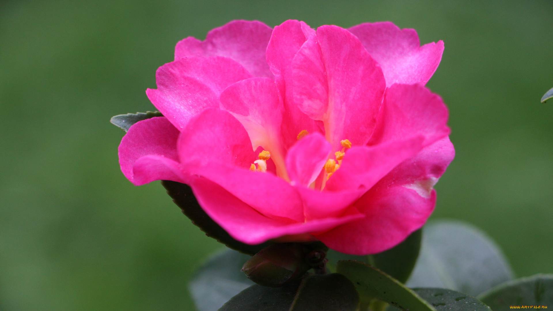 цветы, камелии, листья, камелия, кустарник, цветение, бутон, leaf, camellia, shrubs, flowering, bud