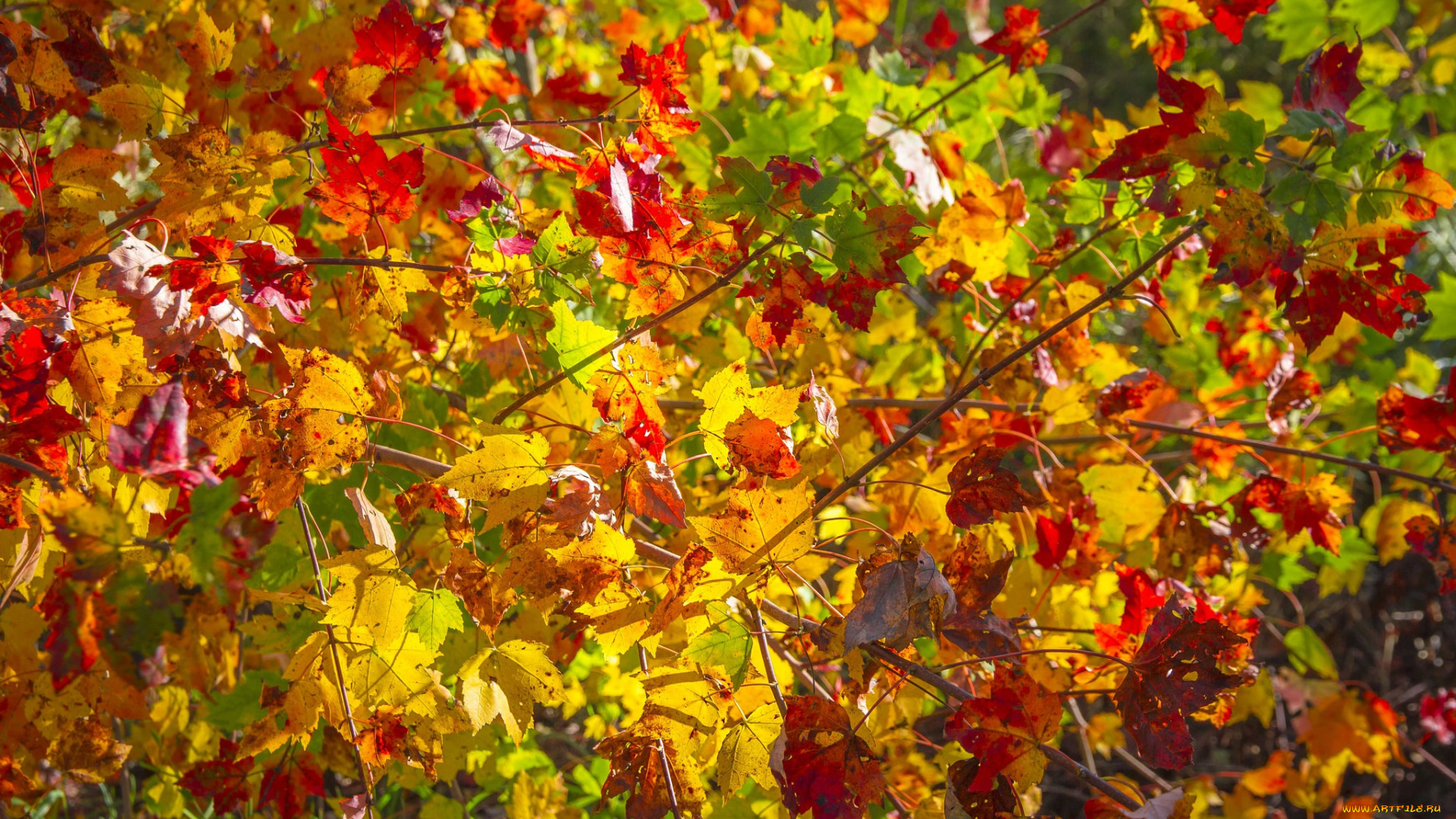 природа, листья, желтый, ветки, осень, красный