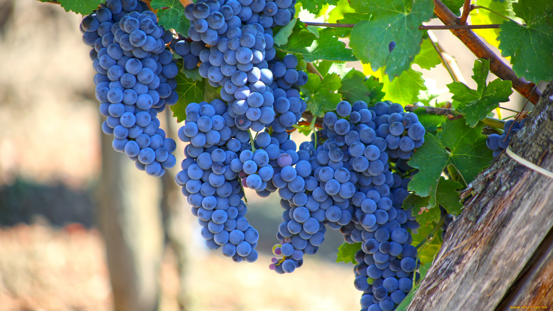 природа, Ягоды, , виноград, листва, виноградник, грозди, виноград, the, vineyard, leaves, grapes