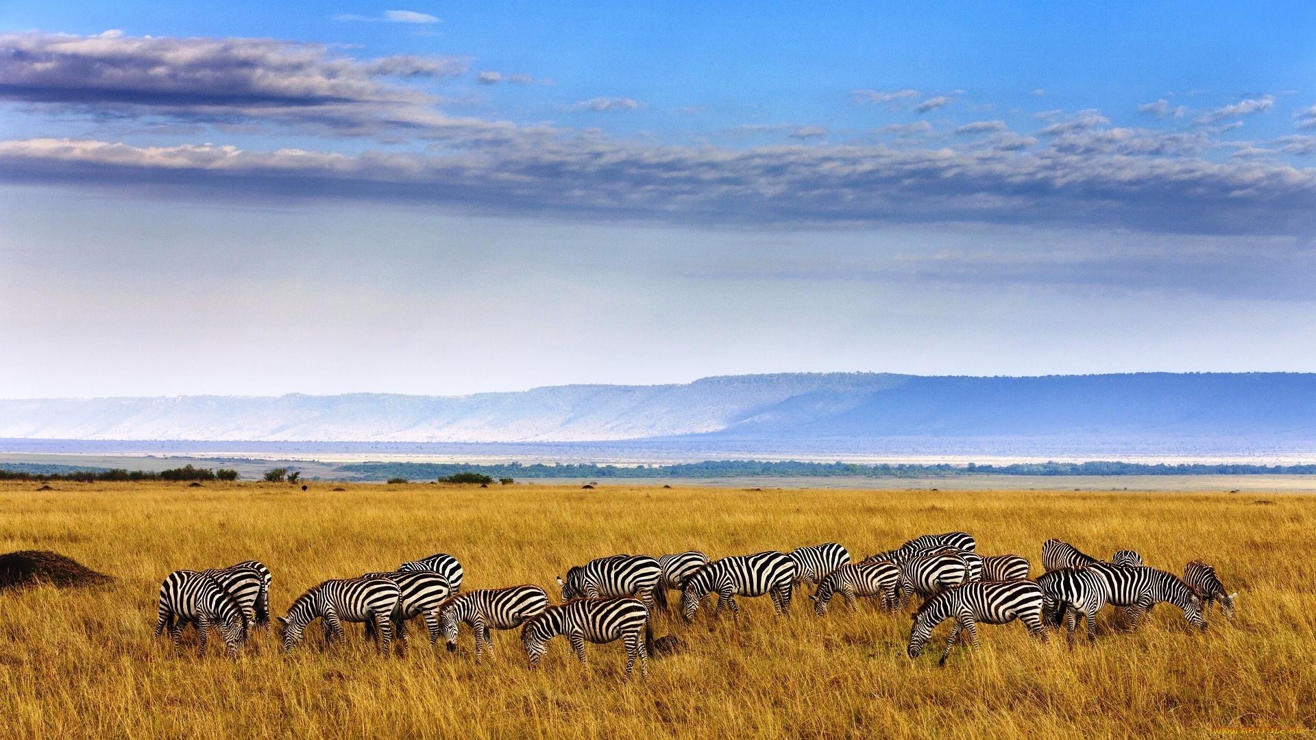 животные, зебры, саванна, облака, небо, африка, трава, стадо