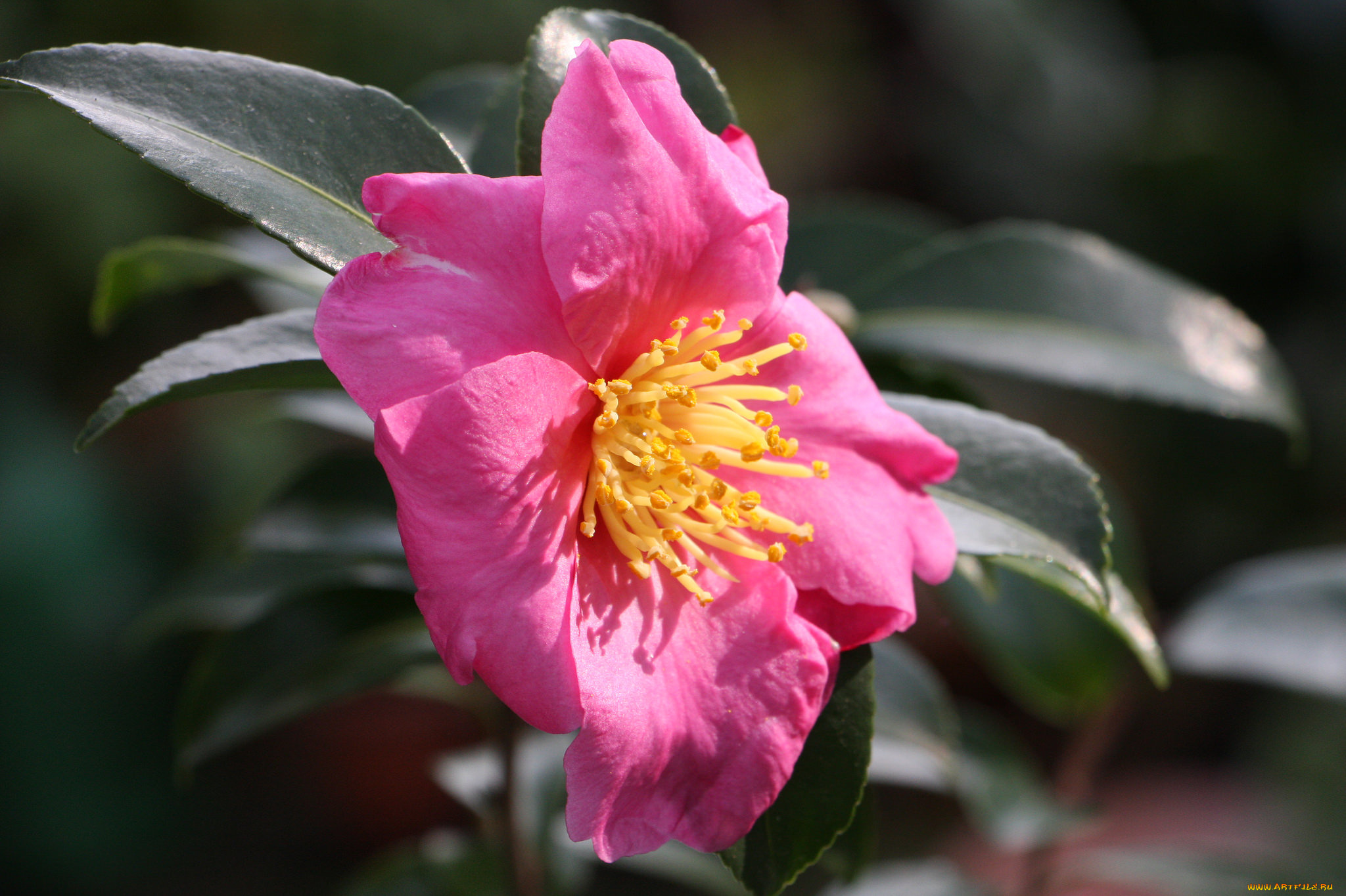 цветы, камелии, бутон, листья, камелия, кустарник, цветение, camellia, leaf, bud, flowering, shrubs