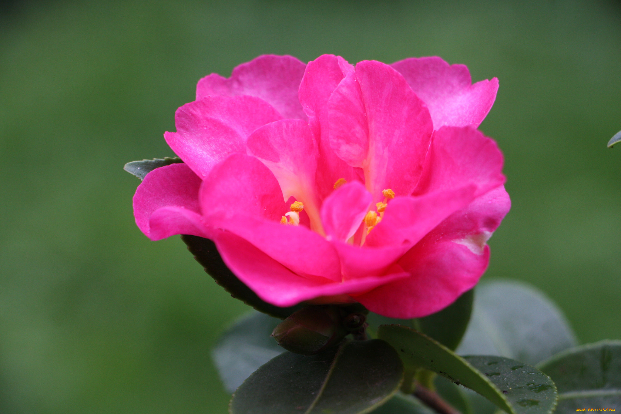 цветы, камелии, листья, камелия, кустарник, цветение, бутон, leaf, camellia, shrubs, flowering, bud