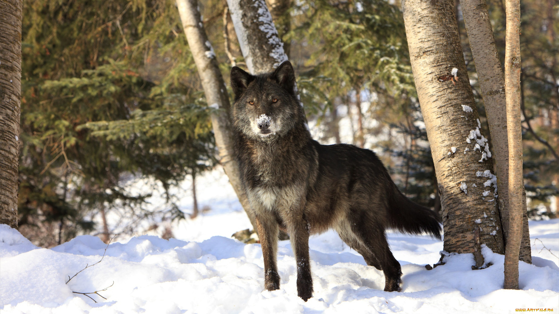 животные, волки, , койоты, , шакалы, лес, снег, зима, волк