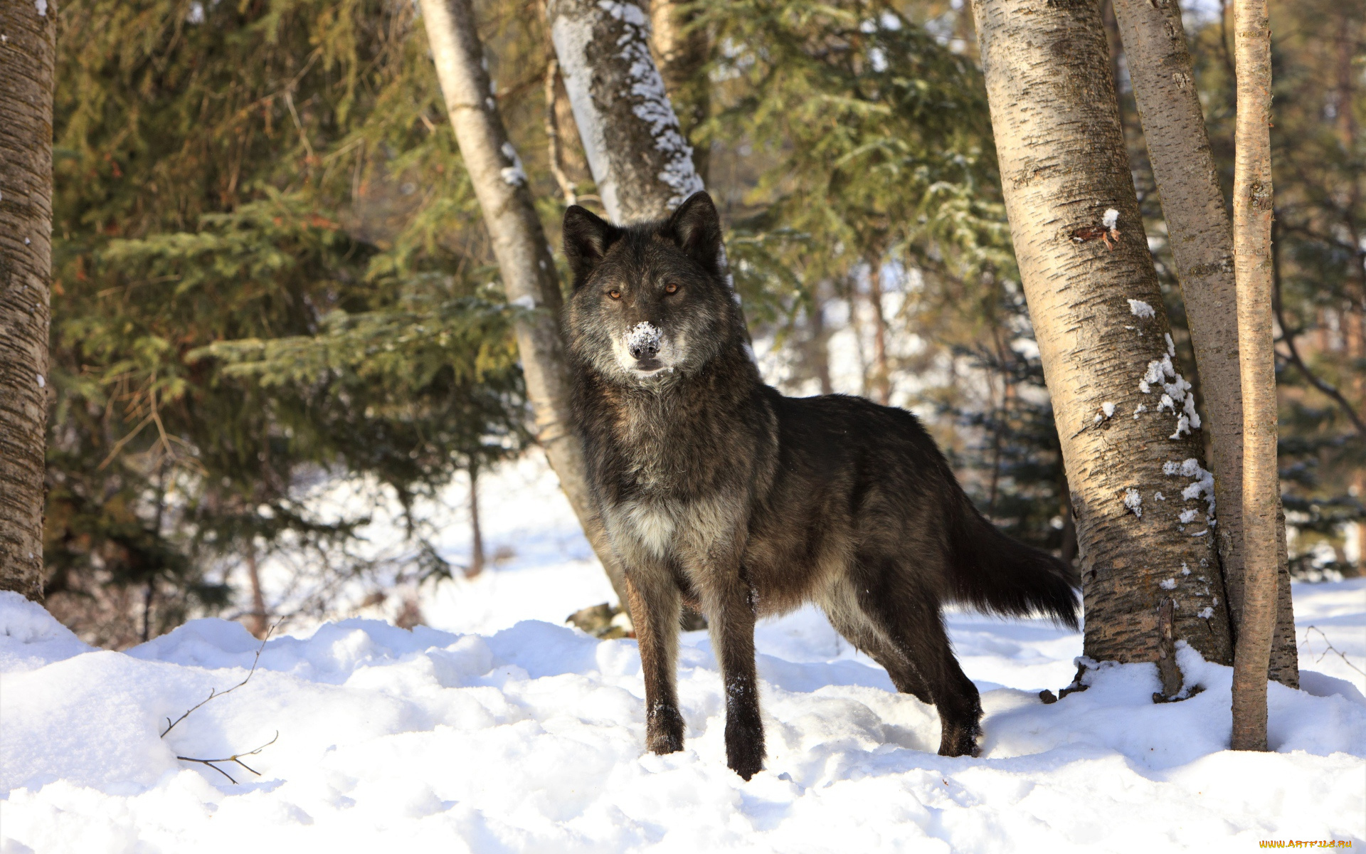 животные, волки, , койоты, , шакалы, лес, снег, зима, волк