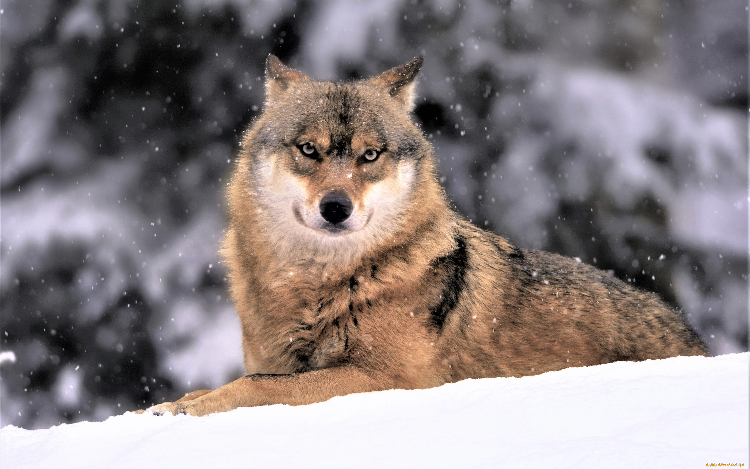 животные, волки, , койоты, , шакалы, волк, снег, зима