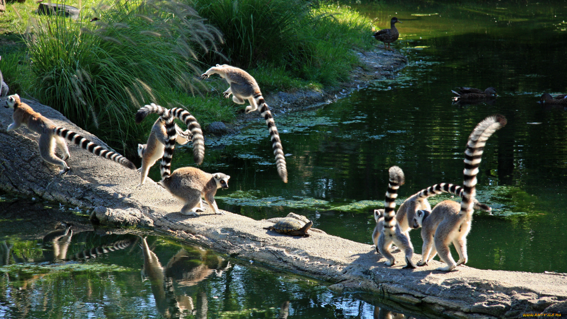 животные, лемуры, lemur, monkey, turtle, jumping