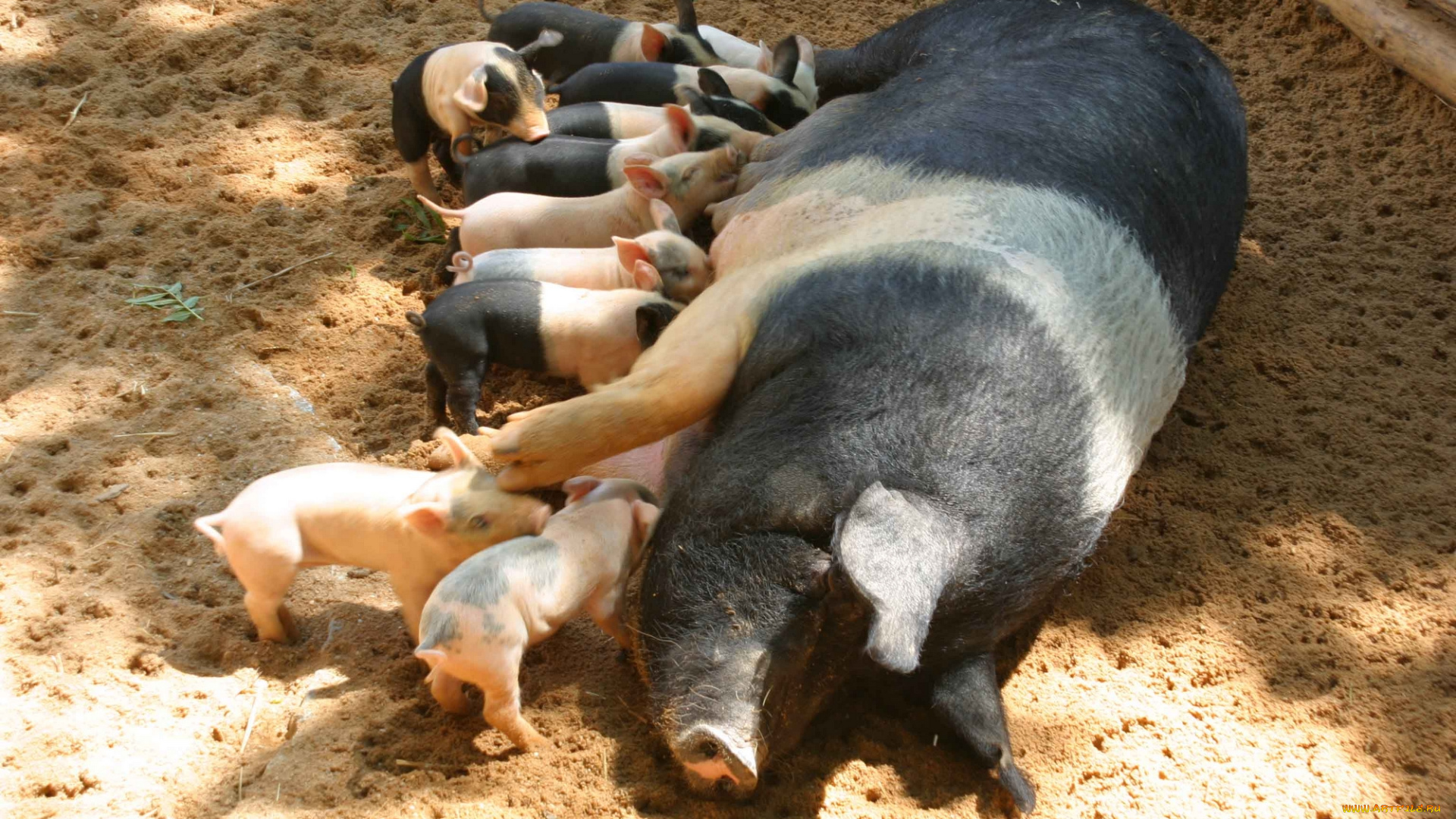 животные, свиньи, кабаны, кормящая, мать