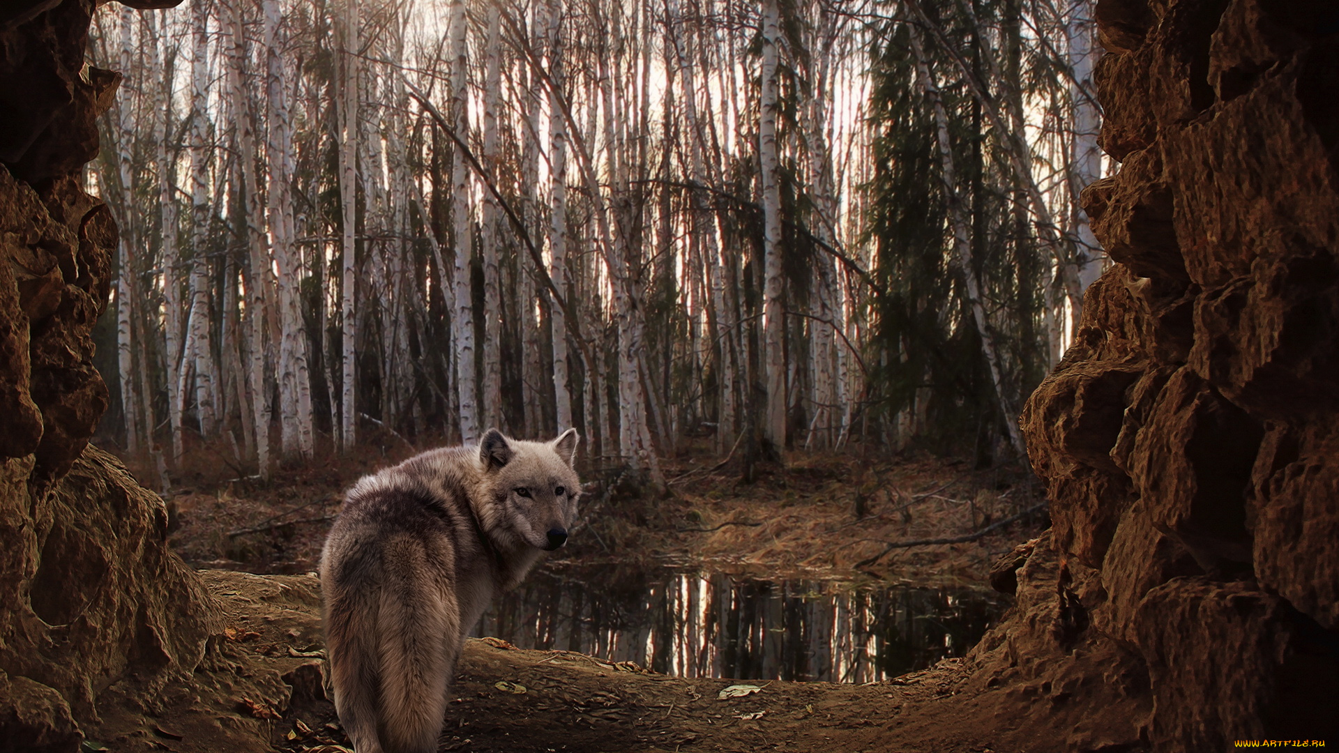 животные, волки, лес, волк