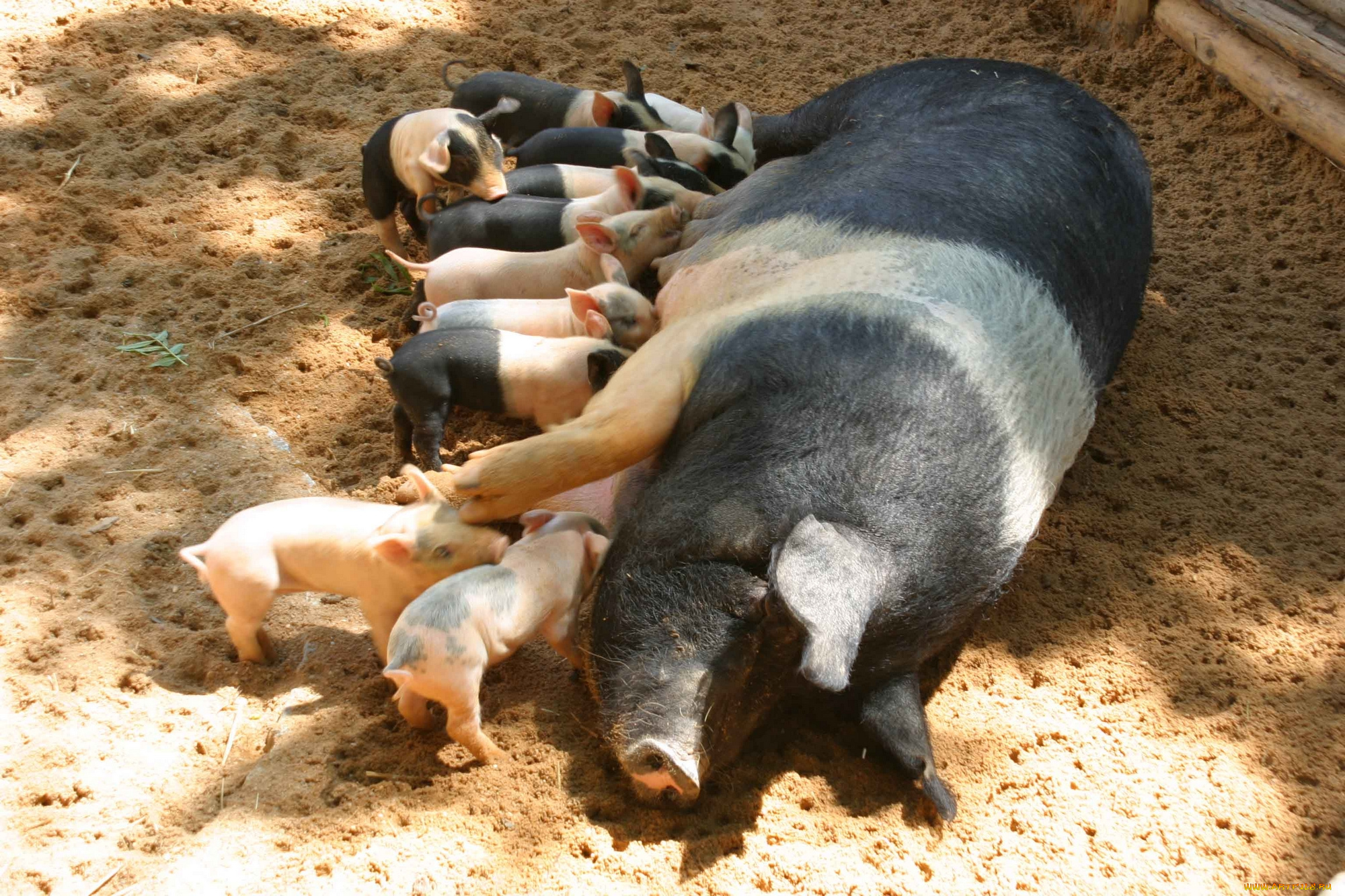 животные, свиньи, кабаны, кормящая, мать
