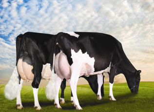 Картинка животные коровы буйволы корова