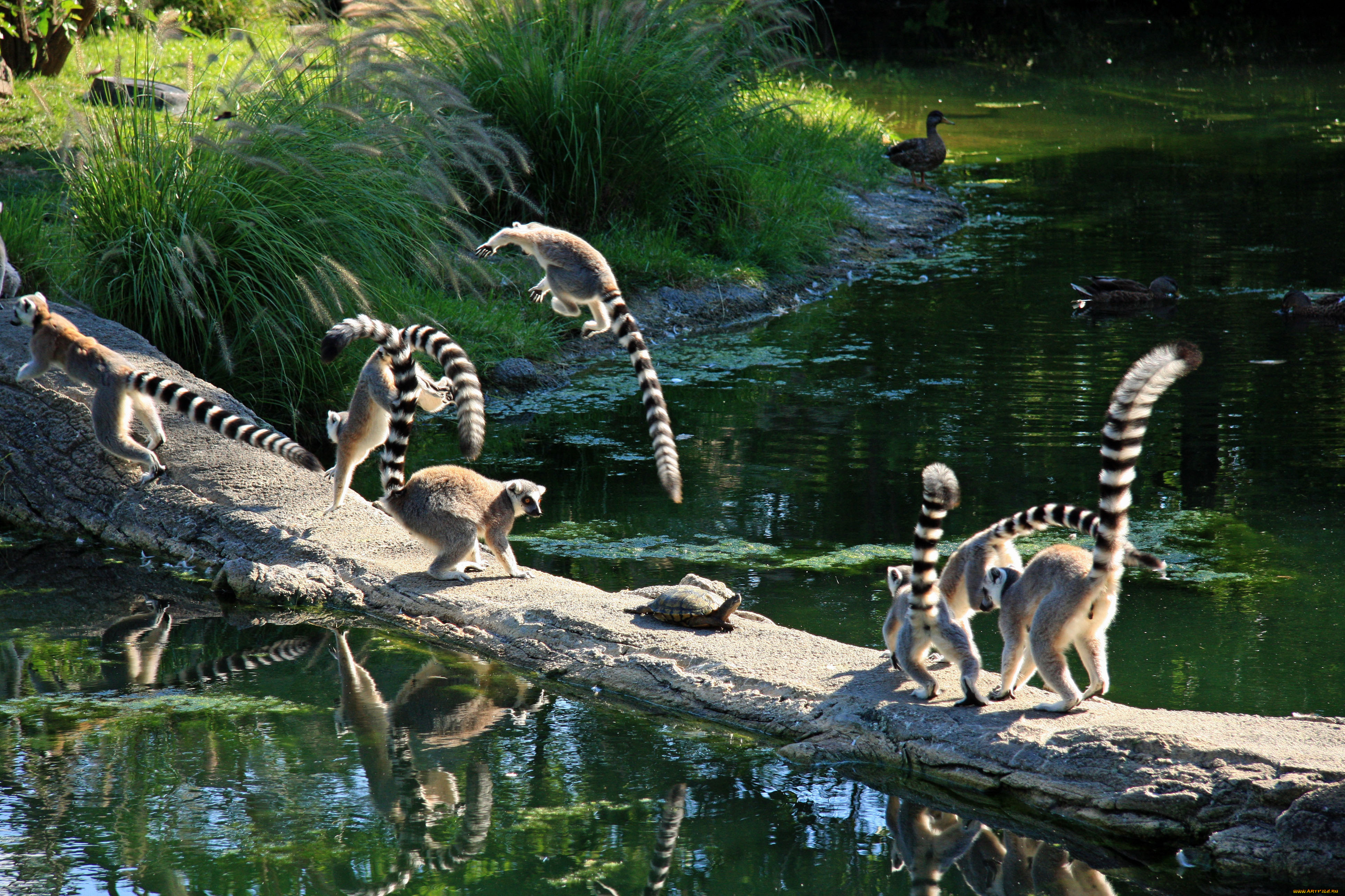 животные, лемуры, lemur, monkey, turtle, jumping